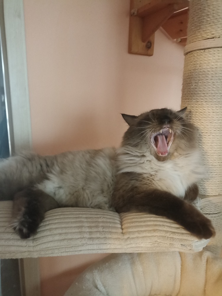 Ozzy de Rotter Rag