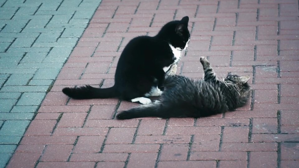 1_Video by A V from Pixabay - frame at 0m0s