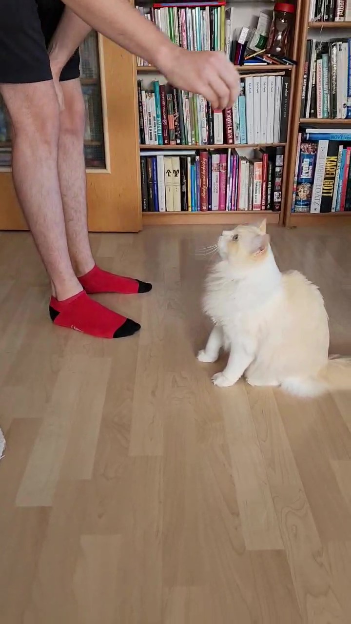 7_93d8e9b5-4517-41bc-832b-f675f6f8ca75 - frame at 0m10s