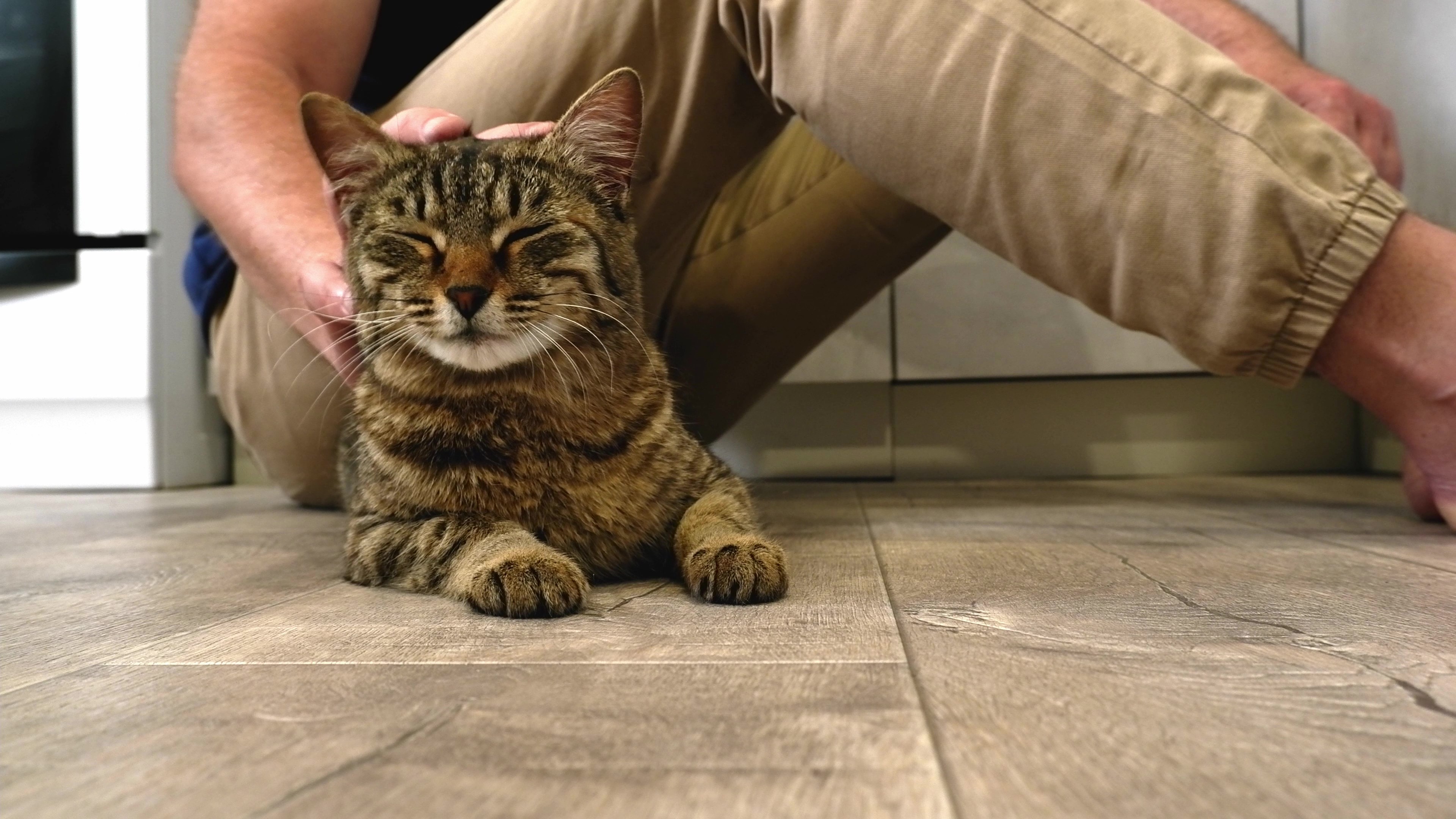 2_vecteezy_a-man-sitting-on-the-floor-strokes-a-happy-gray-cat_49311037 - frame at 0m0s