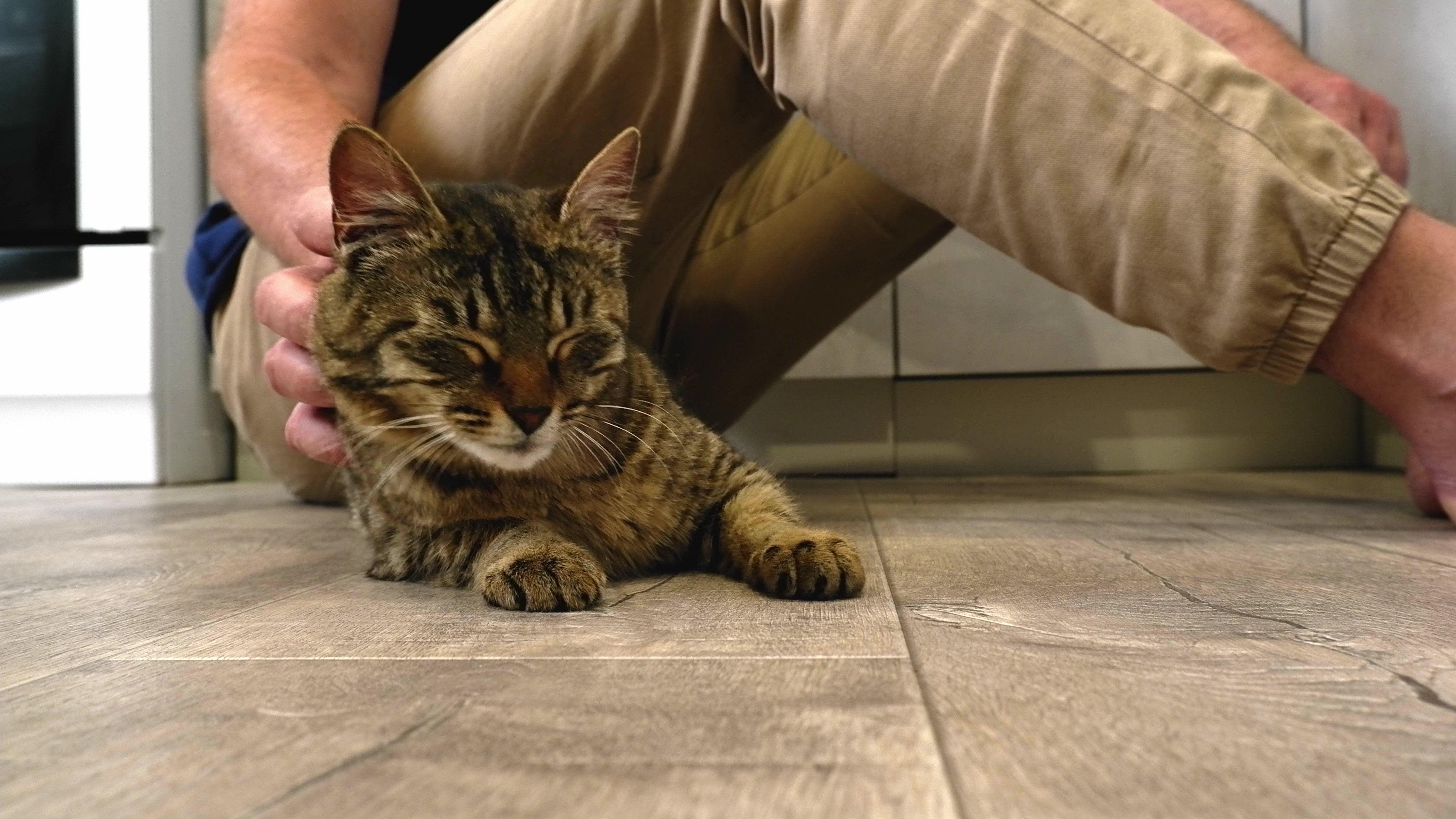 4_vecteezy_a-man-sitting-on-the-floor-strokes-a-happy-gray-cat_49311037 - frame at 0m2s