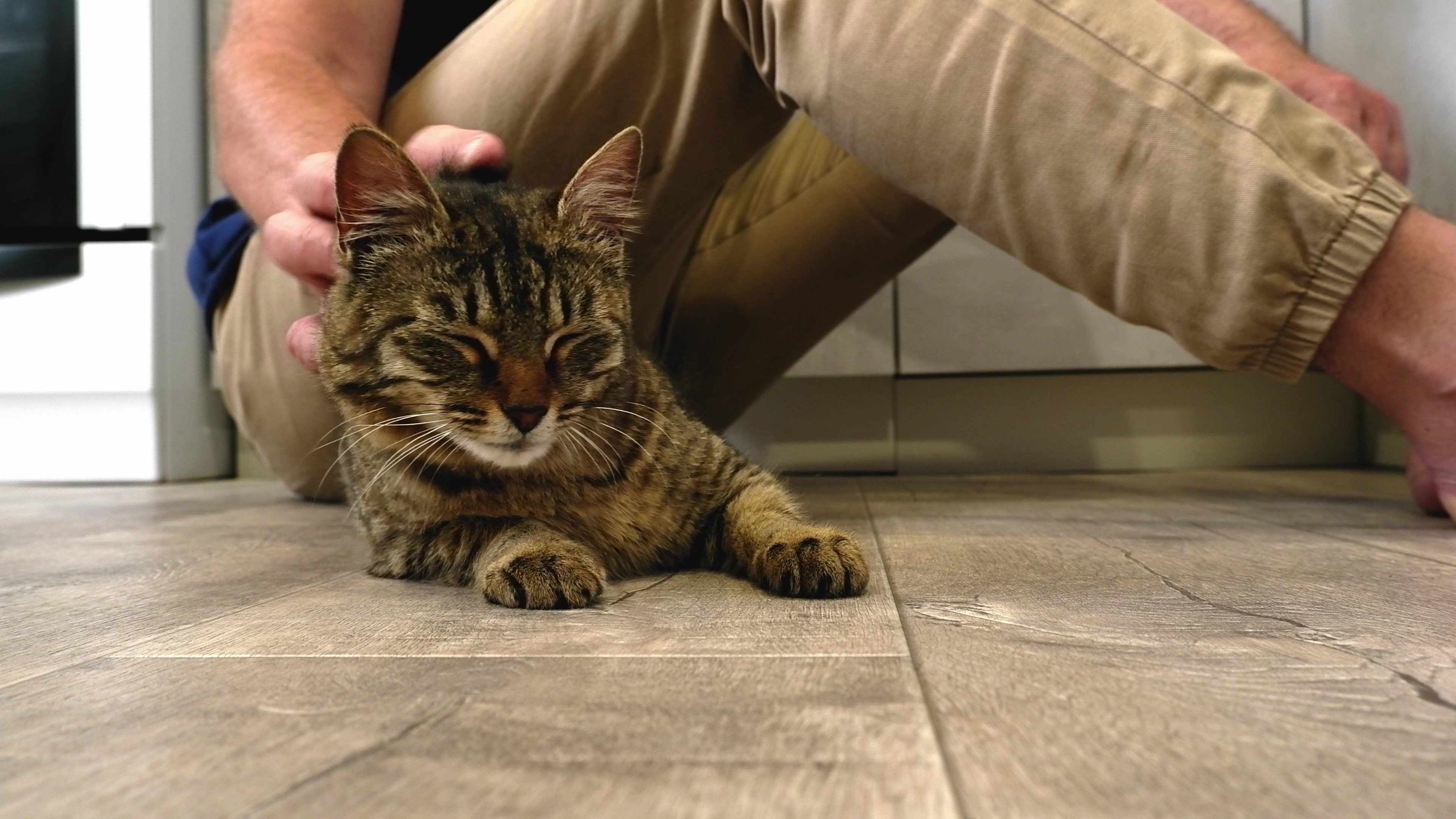 5_vecteezy_a-man-sitting-on-the-floor-strokes-a-happy-gray-cat_49311037 - frame at 0m3s
