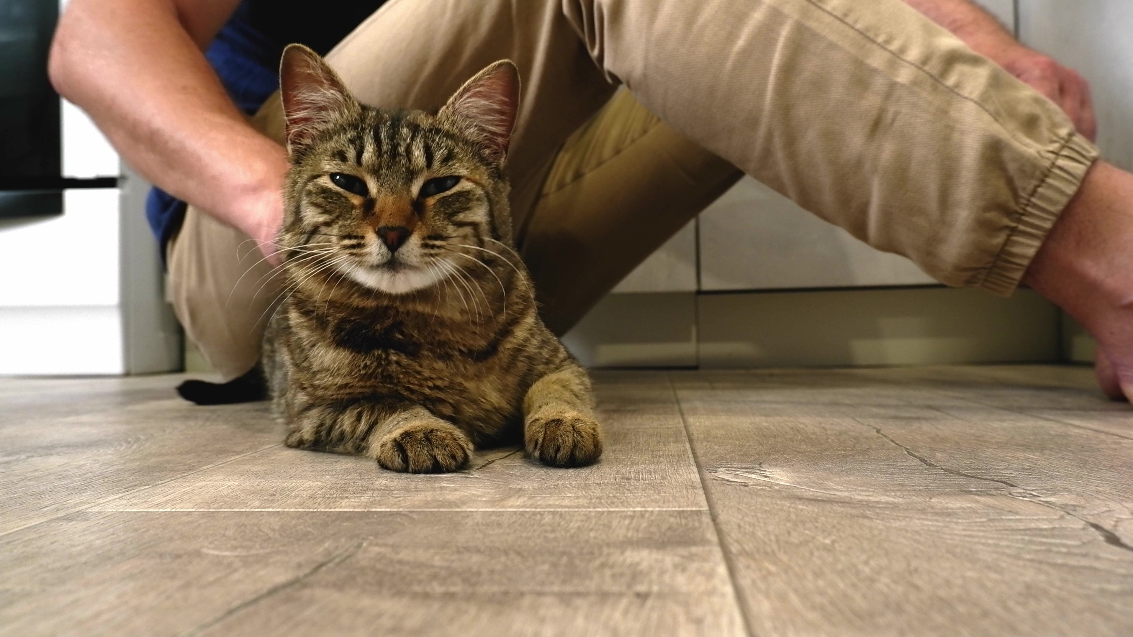 7_vecteezy_a-man-sitting-on-the-floor-strokes-a-happy-gray-cat_49311037 - frame at 0m6s