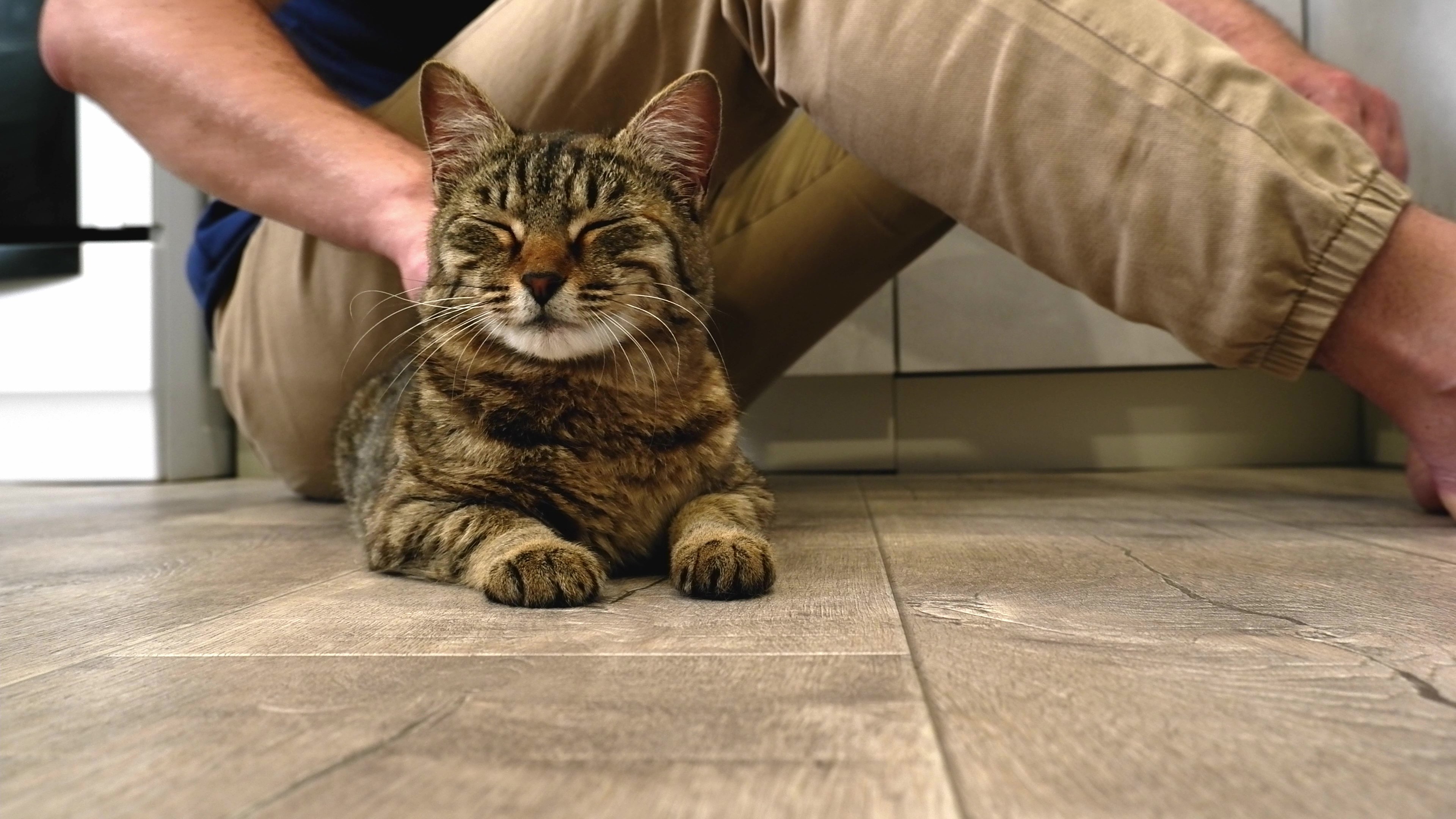 8_vecteezy_a-man-sitting-on-the-floor-strokes-a-happy-gray-cat_49311037 - frame at 0m7s