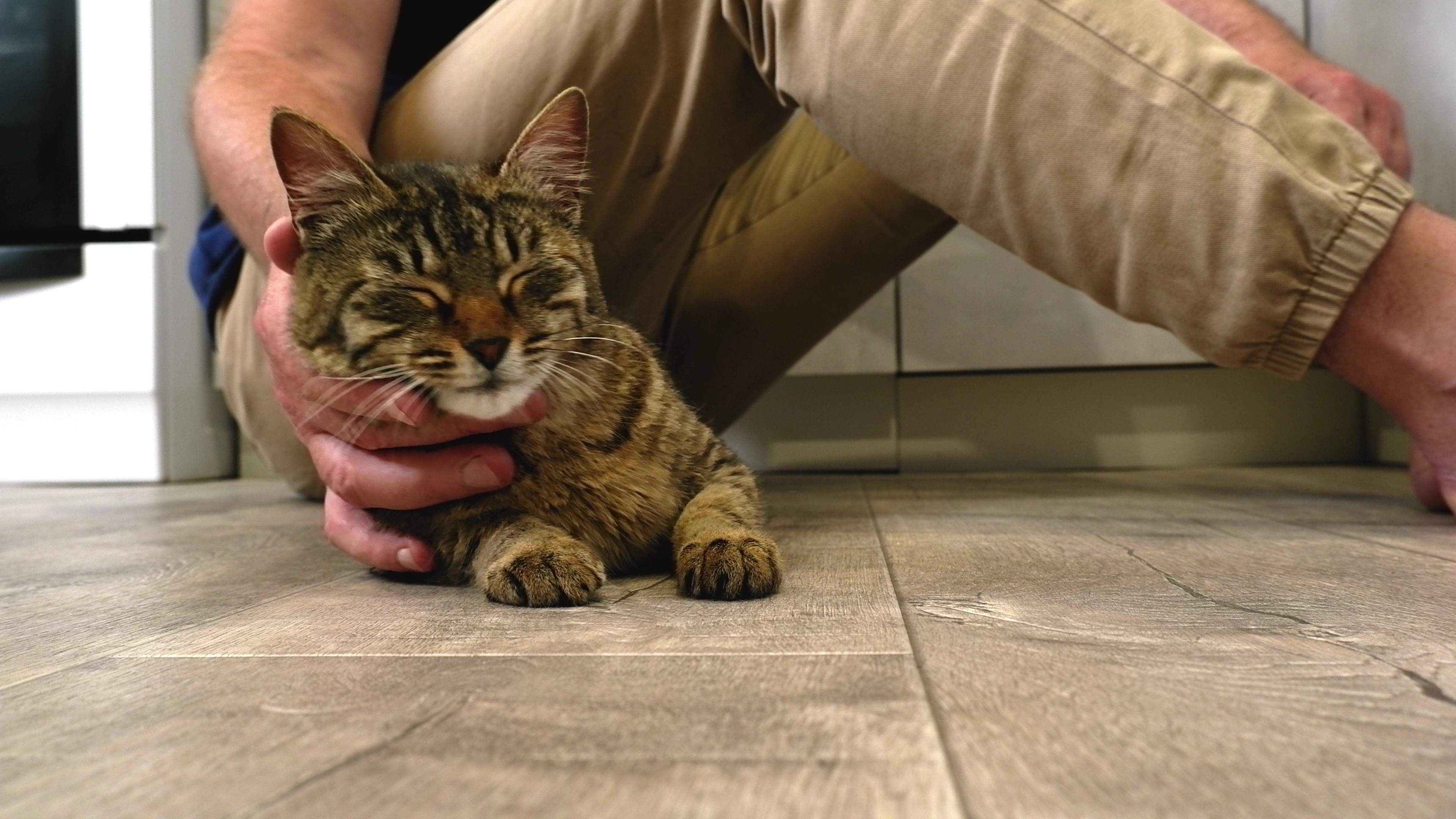 11_vecteezy_a-man-sitting-on-the-floor-strokes-a-happy-gray-cat_49311037 - frame at 0m9s