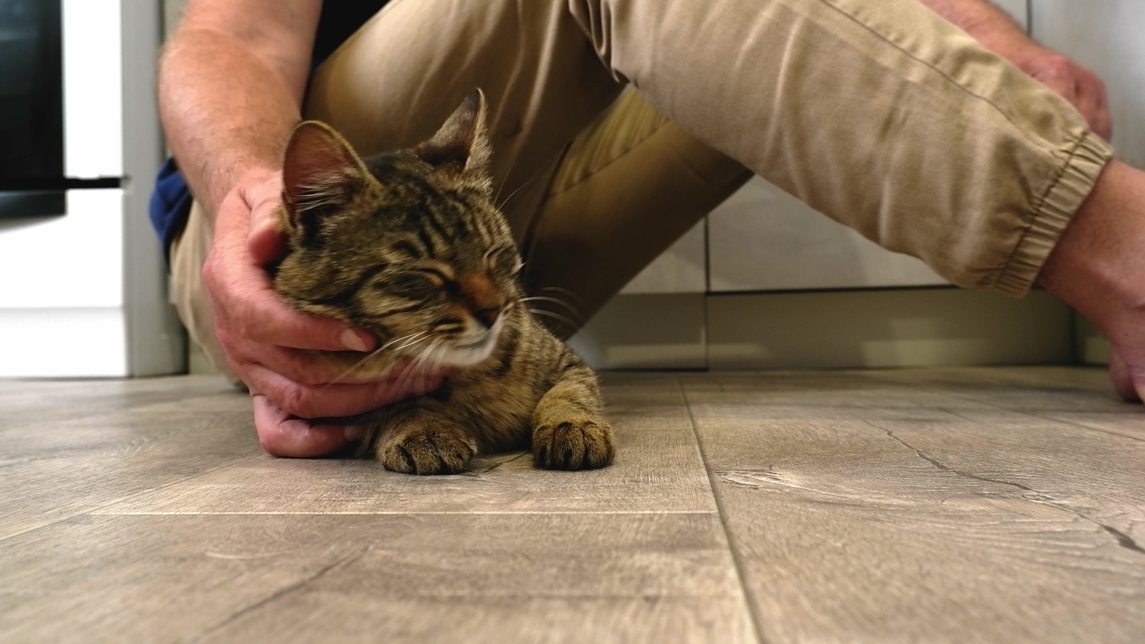 13_vecteezy_a-man-sitting-on-the-floor-strokes-a-happy-gray-cat_49311037 - frame at 0m10s