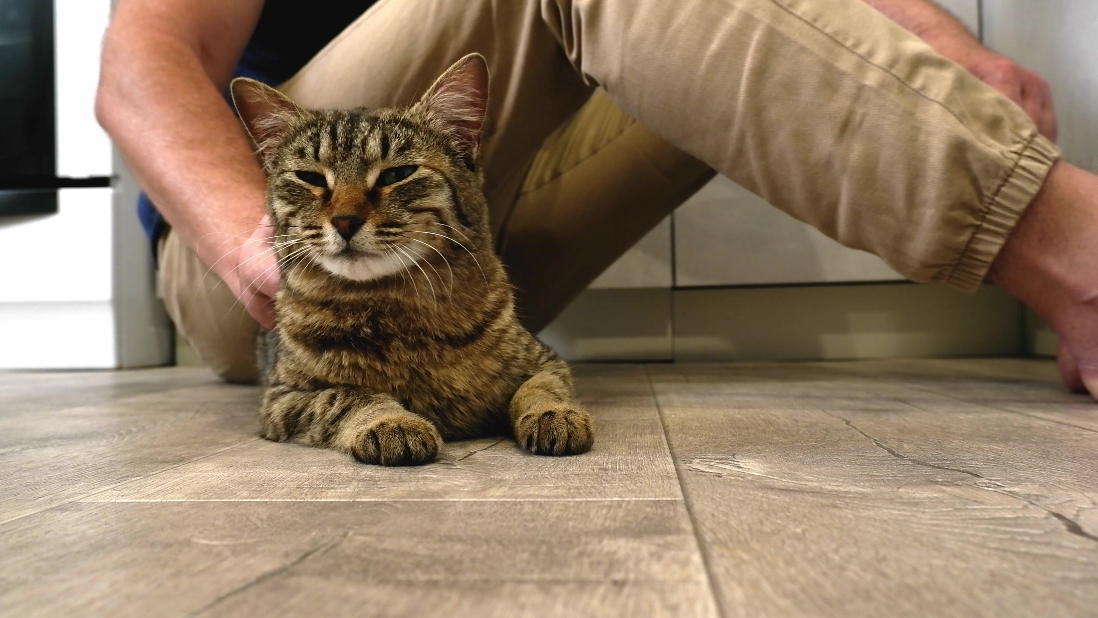vecteezy_a-man-sitting-on-the-floor-strokes-a-happy-gray-cat_49311037 - frame at 0m0s
