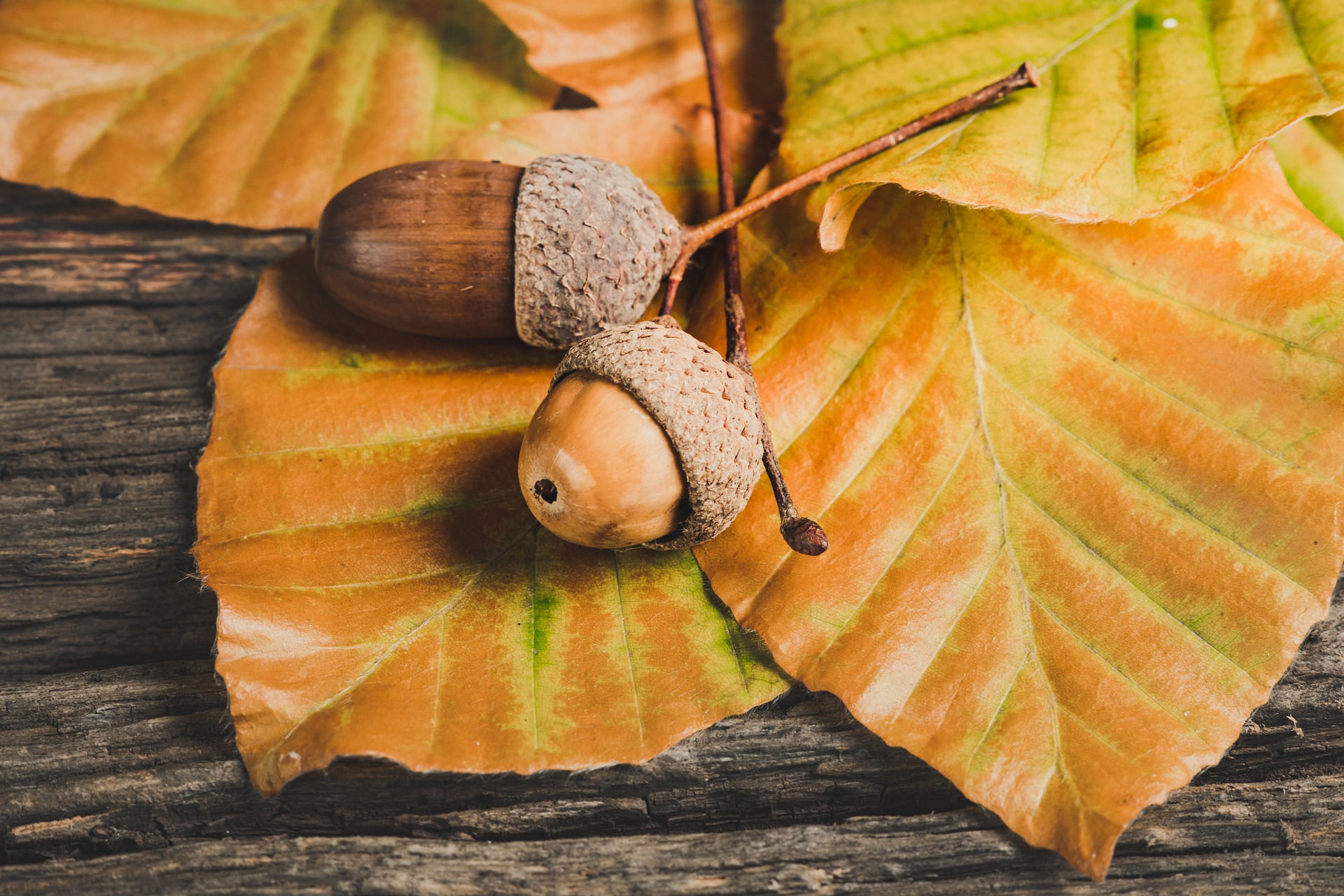 acorns-gce626a68a_1920