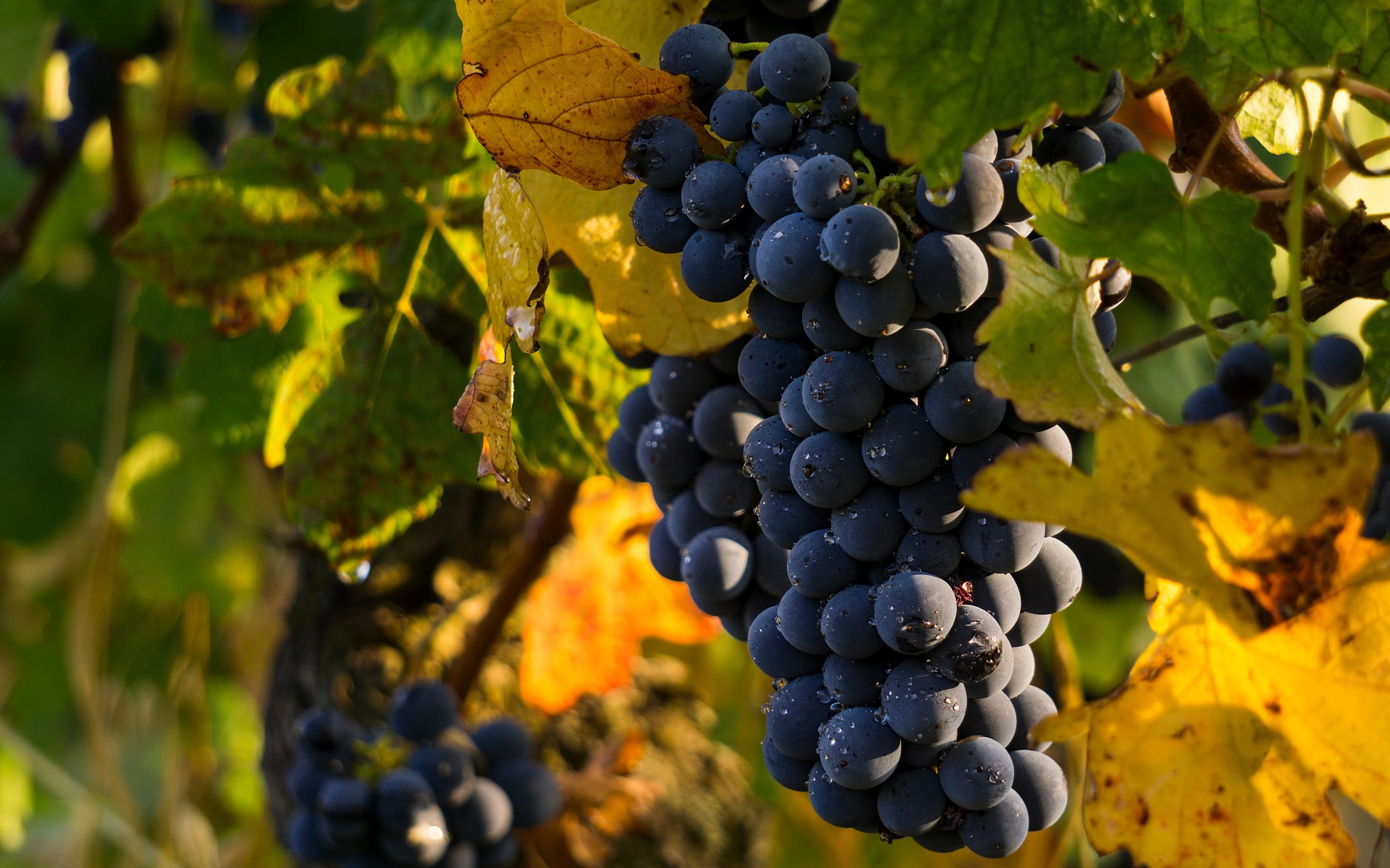 grapes-g220833337_1920