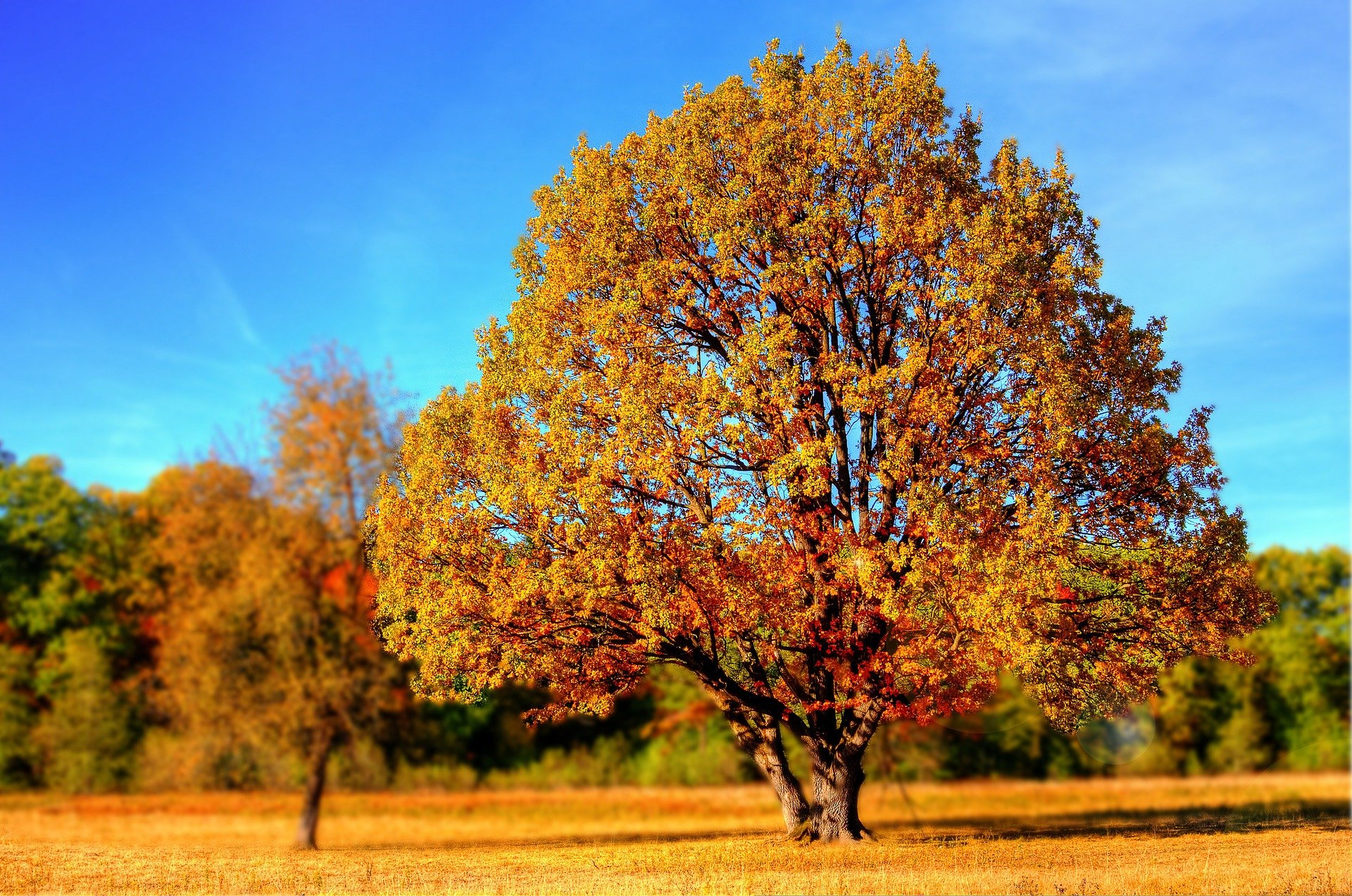 tree-g44a3d734a_1920