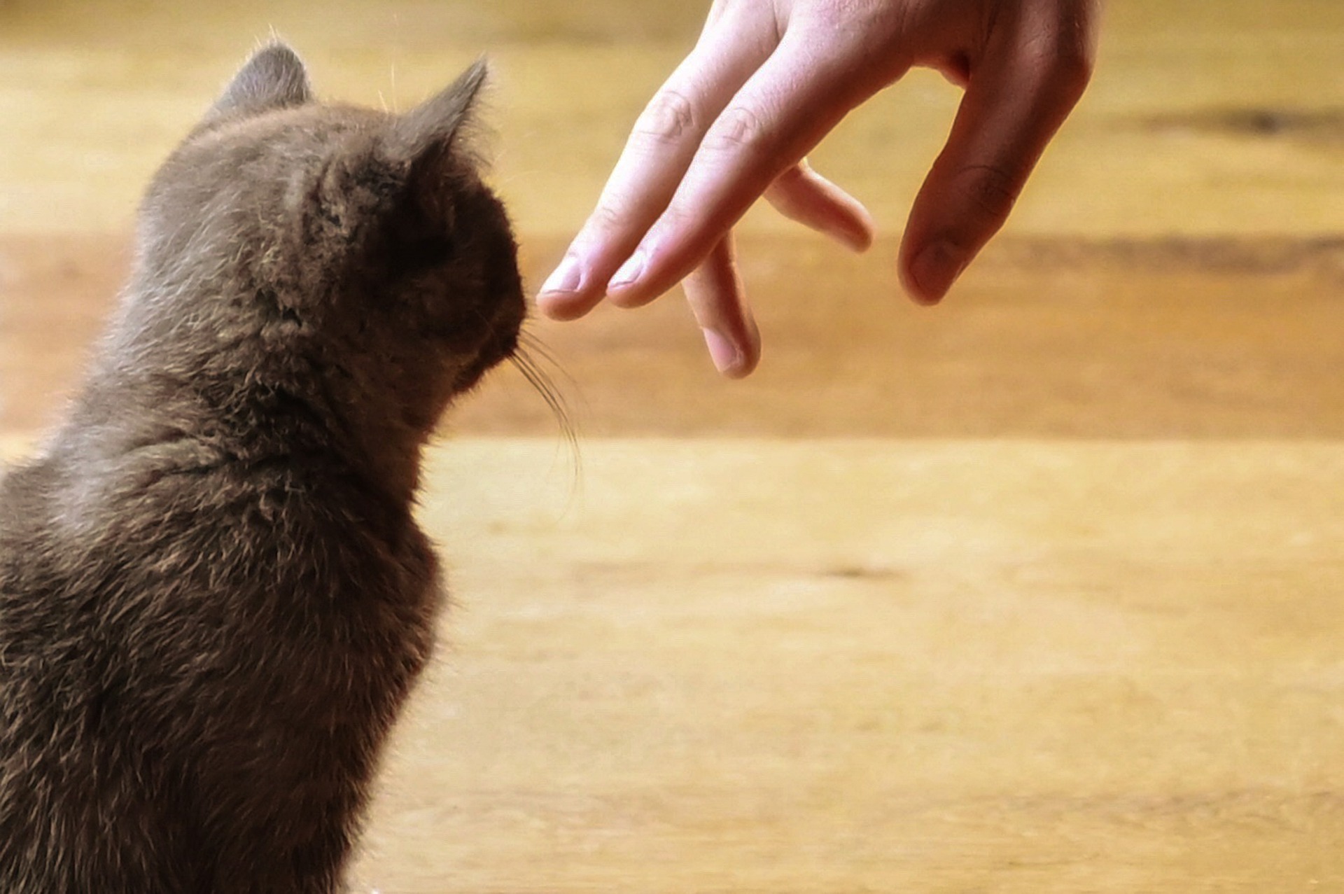 british-shorthair-g9287d025e_1920