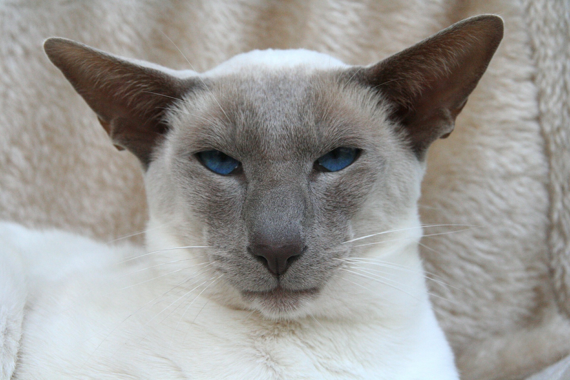 siamese-g696b3fb8c_1920