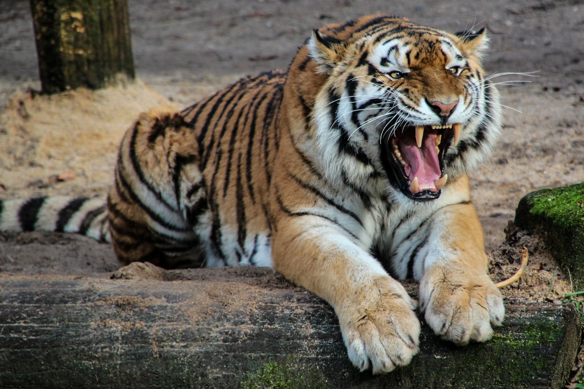 tiger-g05a0e55b6_1920