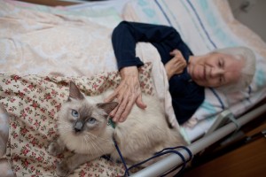 ds-mlada-boleslav-felinoterapie-cory.jpg