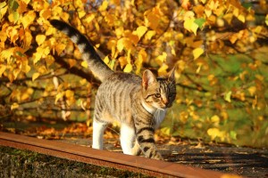 cat-1033716_1280.jpg