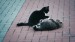 2_Video by A V from Pixabay - frame at 0m3s