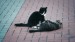 3_Video by A V from Pixabay - frame at 0m4s
