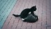 7_Video by A V from Pixabay - frame at 0m10s