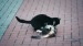 8_Video by A V from Pixabay - frame at 0m12s