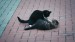 13_Video by A V from Pixabay - frame at 0m23s