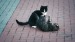 16_Video by A V from Pixabay - frame at 0m28s