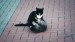 19_Video by A V from Pixabay - frame at 0m32s