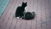 21_Video by A V from Pixabay - frame at 0m57s