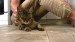 4_vecteezy_a-man-sitting-on-the-floor-strokes-a-happy-gray-cat_49311037 - frame at 0m2s