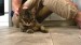 5_vecteezy_a-man-sitting-on-the-floor-strokes-a-happy-gray-cat_49311037 - frame at 0m3s