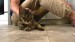 6_vecteezy_a-man-sitting-on-the-floor-strokes-a-happy-gray-cat_49311037 - frame at 0m5s