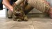 7_vecteezy_a-man-sitting-on-the-floor-strokes-a-happy-gray-cat_49311037 - frame at 0m6s