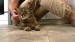 9_vecteezy_a-man-sitting-on-the-floor-strokes-a-happy-gray-cat_49311037 - frame at 0m8s