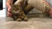 10_vecteezy_a-man-sitting-on-the-floor-strokes-a-happy-gray-cat_49311037 - frame at 0m9s