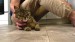 11_vecteezy_a-man-sitting-on-the-floor-strokes-a-happy-gray-cat_49311037 - frame at 0m9s