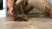13_vecteezy_a-man-sitting-on-the-floor-strokes-a-happy-gray-cat_49311037 - frame at 0m10s