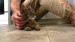14_vecteezy_a-man-sitting-on-the-floor-strokes-a-happy-gray-cat_49311037 - frame at 0m10s