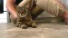 vecteezy_a-man-sitting-on-the-floor-strokes-a-happy-gray-cat_49311037 - frame at 0m0s
