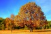 tree-g44a3d734a_1920