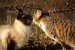 cat-g5e2394e1d_1920
