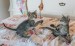 kittens-ga57b2c9af_1920